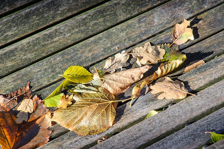 板凳上的秋叶图片