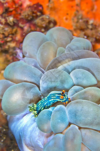 潜艇深的美丽海蛞蝓KubaryanasNembrothaNembrothakubaryana珊瑚礁蓝碧岛北苏拉威西印度尼亚洲图片