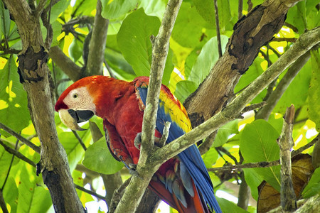ScarletMacawAraMacaoCorcovado公园Osa保护区Osa半岛哥斯达黎加中美洲环境的动物学生多样图片