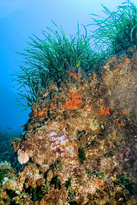 海草洋波西多尼亚CaboCopePuntasdelCalnegre自然公园地中海西班牙穆尔亚欧洲生物学荒野临海图片