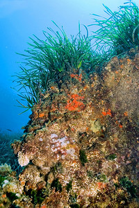 海草洋波西多尼亚CaboCopePuntasdelCalnegre自然公园地中海西班牙穆尔亚欧洲生物学荒野临海图片