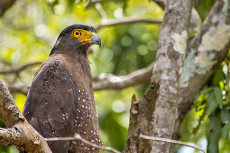斯里兰卡威尔帕特图公园亚洲阿尔韦托卡雷拉Spilornischeela鸟类学自然生物图片