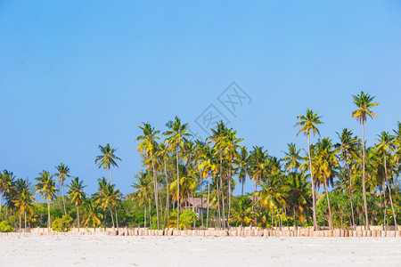 普拉亚美人鱼童话白沙滩上的棕榈树PlayaSirenaCayoLargo白沙滩上的棕榈树图片