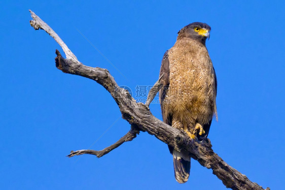 尼泊尔巴迪亚公园印度皇巴迪亚国公园白骨蛇鹰Spilornischeela观鸟环境肖像图片