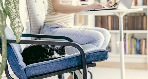 感染扶手椅小可爱猫睡在子上家里工作的女人在家庭做背景工作呆在家里健康冠状呼吸图片