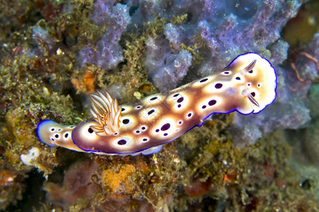 特里奥尼深的环境海蛞蝓TryonsRisbeciaRisbeciatryoni珊瑚礁蓝碧岛北苏拉威西印度尼亚洲图片