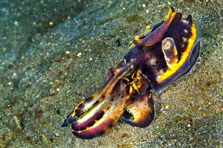 动物水下可爱的墨鱼艳丽Metasepiapfefferi蓝碧北苏拉威西印度尼亚洲图片