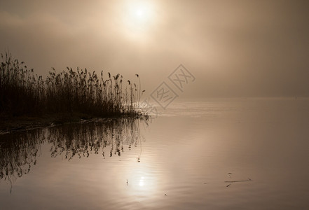 季节夏末在虫河上的波兰雾黎明喷浓密桑尔斯柯盘带穿过水中反射风景金子图片