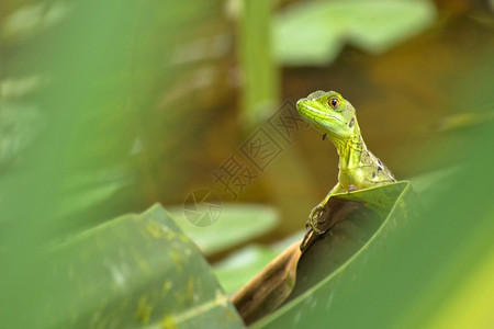 科斯塔野生动物美丽的PlumedBasiliskGreenBasiliskJesusChristLizardBasiliscus图片