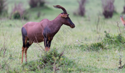 肯尼亚大草原中的托皮瞪羚在一片草地中肯尼亚大草原的托皮瞪羚在草地中场采塞贝自然图片