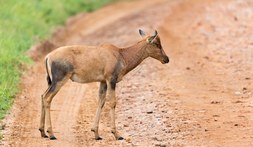 肯尼亚大草原中的托皮瞪羚在一片草地中肯尼亚大草原的托皮瞪羚在草地中物种自然丛林图片