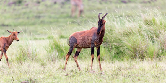 采塞贝当中场地肯尼亚大草原中的托皮瞪羚在一片草地中肯尼亚大草原的托皮瞪羚在草地中图片