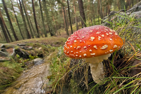 植物学FlyAgaricFlyAmanitaAmanitamuscariaSierradeGuadarramaNationalP图片