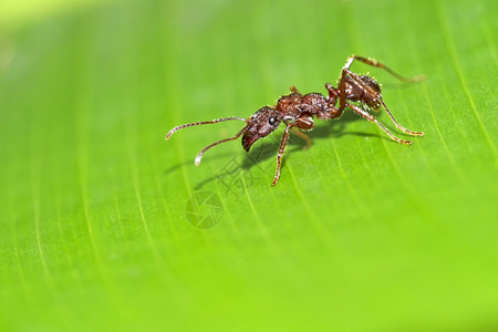 环境昆虫学小动物LeafcutterterAnt热带雨林哥斯达黎加中美洲图片