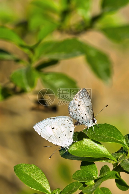 自然游丝翅蝴蝶Lycaenid蝴蝶皇家巴迪亚国公园巴迪亚公园尼泊尔亚洲可爱的丛林图片