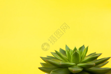 室内植物装饰风格TrindysucculentHaworthiacymbiforforfis关闭黄色背景复制空间宏观用于社交媒体图片
