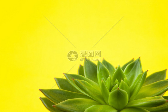 现代的趋势莫斯科TrindysucculentHaworthiacymbiforforfis关闭黄色背景复制空间宏观用于社交媒体图片