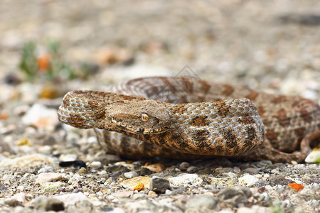致命蝰蛇野生动物准备攻击米洛斯岛的配角马格维佩拉利贝蒂纳斯威泽里非常罕见的毒蛇图片