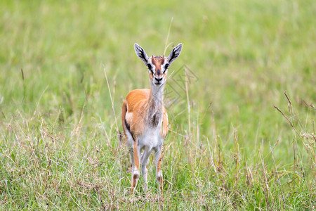 肯尼亚人桑布鲁棕色的肯尼亚大草原上的汤姆森瞪羚在一片草地中肯尼亚大草原的汤姆森瞪羚在草地中图片