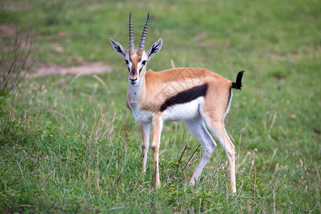 肯尼亚大草原上的汤姆森瞪羚在一片草地中肯尼亚大草原的汤姆森瞪羚在草地中稀树原衬套恩戈罗图片