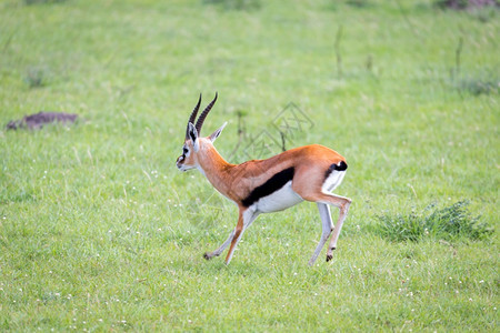 非洲人苹果浏览器肯尼亚大草原上的汤姆森瞪羚在一片草地中肯尼亚大草原的汤姆森瞪羚在草地中马拉图片