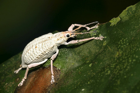 保护白化象鼻虫甲Curculionidae热带雨林纳波河流域亚马逊厄瓜多尔美国森林小动物图片