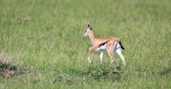 肯尼亚草地上的一只非常年轻汤姆森瞪羚肯尼亚草地上的一只非常年轻汤姆森瞪羚绿色野生动物户外图片