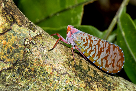 Bug半翅目Sekonyer河TanjungPuting公园加里曼丹婆罗洲印度尼西亚洲预订荒野生动物图片