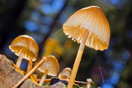 生物学菌野蘑菇SierradeGuadarrama公园塞哥维亚卡斯蒂利和莱昂西班牙欧洲避难所图片