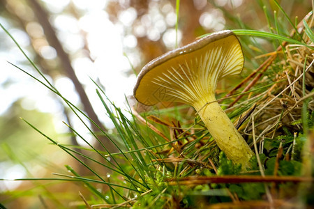 秋天孢子野生蘑菇SierradeGuadarrama公园塞哥维亚卡斯蒂利和莱昂西班牙欧洲旅游图片