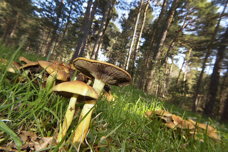 环境野生蘑菇SierradeGuadarrama公园塞哥维亚卡斯蒂利和莱昂西班牙欧洲栖息地生物多样图片