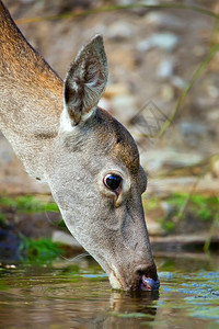 动物埃拉弗斯帕克兰红鹿CervuselaphusMonfrague公园生物圈保护区卡塞雷斯省埃特马杜拉西班牙欧洲图片