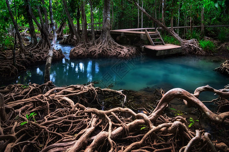 叶子坐在通往丛林的Wooden桥上ThaPom红树林泰国Krabi红树林中美丽的翡翠池HipterwomanThaPom红树林亚图片