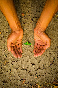 手握著树在开阔的大地上生长饥荒农业泰国图片