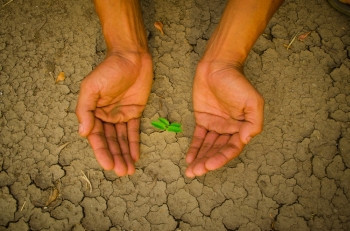 造林手握著树在开阔的大地上生长叶子砍伐森林图片