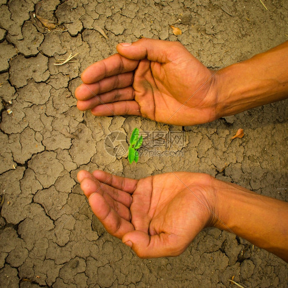 生活手握著树在开阔的大地上生长造林保护图片