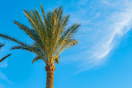 美丽的绿色棕榈树反对蓝晴朗的天空与轻云背景热带风吹棕榈叶热带风吹棕榈叶健康景观埃及图片