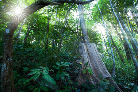 自然复杂泰国北部茶林家公园的一个大型茶叶树桩关注气候变化环境概念136生活图片