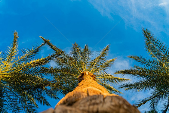 树木假期三棵美丽的绿色棕榈树映衬着阳光明媚的蓝色天空与轻云从下方查看柔和地聚焦在棕榈树冠上场景背旅行图片