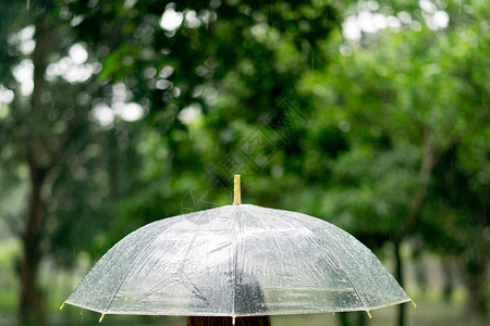 雨天撑着透明伞图片