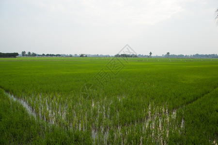 天空农村场地稻田里有新鲜绿色的稻米是大谷物图片