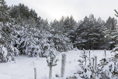 欧洲冬季在雪中种植青春松树在冬天大雪降之后在冬天的雪下户外新鲜图片