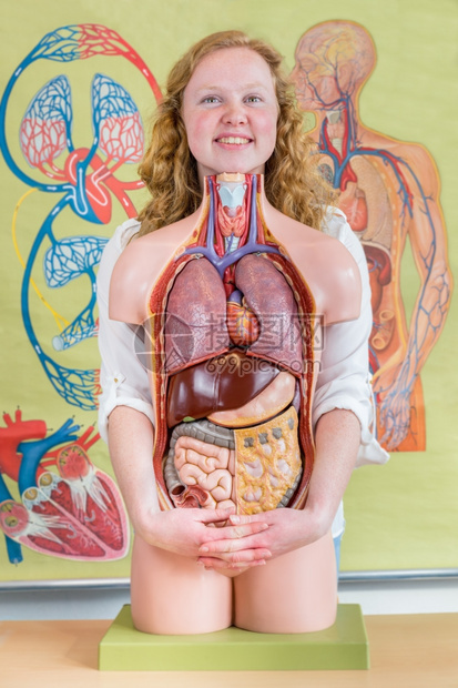 身体女学生接受物课程中带有器官的人体躯模式女生型人类图片