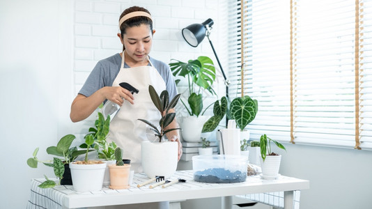 有机的尽管穿便衣亚洲女园艺员照顾植物和喷洒雾瓶的水在家庭房间桌子上的植物同时从事业余活动家庭花园概念衣服图片