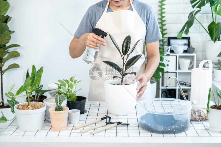 绿色植物学关心穿便衣的亚洲女园艺员照顾植物和喷洒雾瓶的水在家庭房间桌子上的植物同时从事业余活动家庭花园概念图片