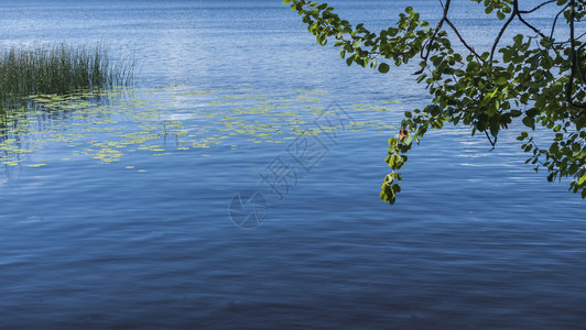 地面在阳光明媚的下午透过树木的叶看湖景色从树林看湖景色然后在阳光明媚的下午秋天分支图片