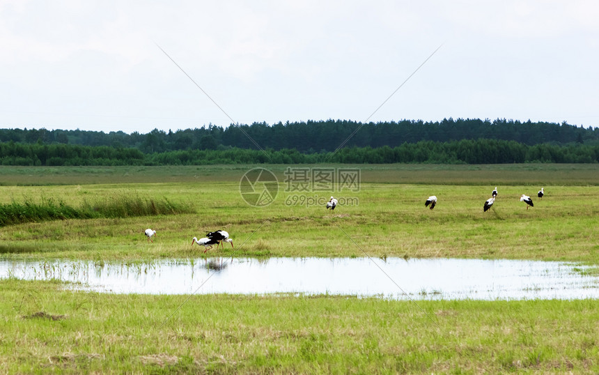 一群白在夏天的俄罗斯节日在田地上靠水休息和吃东西有选择焦点农村可选择的一种图片