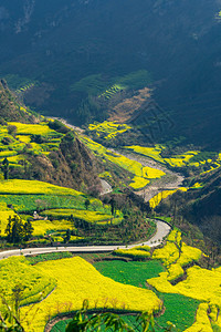 罗平太阳村油菜花田图片