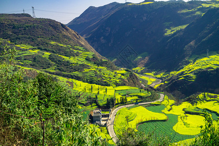 罗平太阳村油菜花田图片