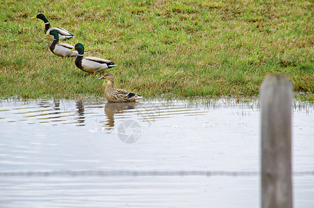 湖绿草中的一群鸭子在水中行走向量年轻的图片